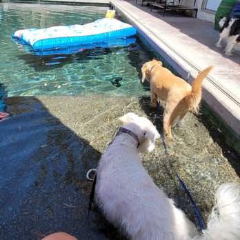 Kamp Kelly - Pool doggin - Pet Boarding Near Me - Desert Hot Springs, California