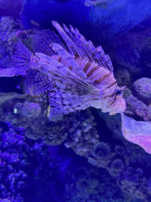 Cairns Aquarium by null