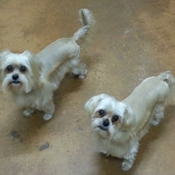 The Grooming Shoppe - Daisy & Dolly the double mint twins - Pet Groomers Near Me - Belton, Texas