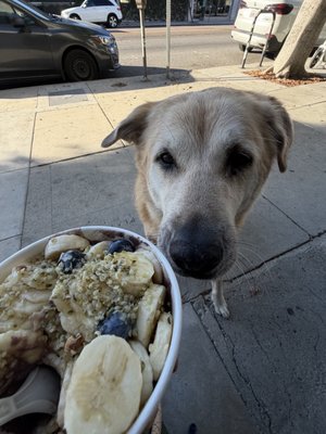 Backyard Bowls by null