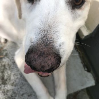 diggity dog pet salon