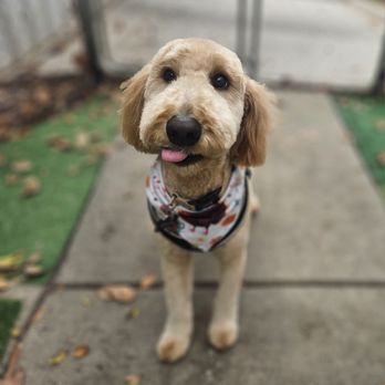 Dilworth Dog Grooming - Pet Groomers Near Me - Charlotte, North Carolina Dilworth Dog Grooming - Pet Groomers Near Me - Charlotte, North Carolina