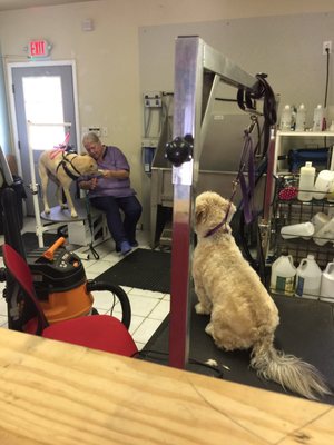 the dapper dog grooming salon