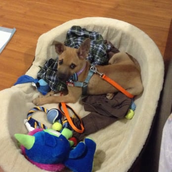 Adopt A Doggie - Hiro when he first got to his new forever home - Pet Adoption Near Me Adopt A Doggie - Hiro when he first got to his new forever home - Pet Adoption Near Me