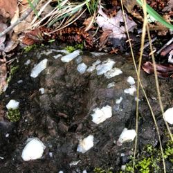 Mine Hill Preserve - Quartz