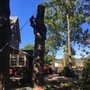 Photo of Puebla Tree Service