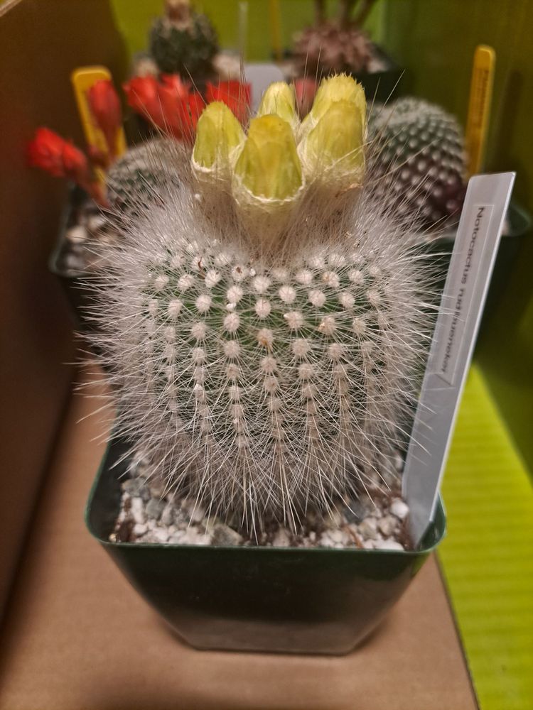 Sacramento Cactus & Succulent Society - social services organization in Sacramento, CA