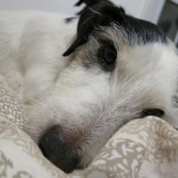 Capital Animal Rescue and Environmental Foundation