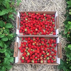 Whittaker's Berry Farm