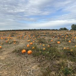 Mulberry Orchard