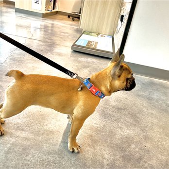 Thrive Pet Healthcare - Hurst - Rambo getting ready to head to his room - Veterinarians Near Me - Hurst, Texas