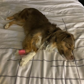 Dawson County Veterinary Clinic - Looks small, but she tore up her paw fairly badly. She didn't sleep at all until it was fixed, then she collapsed. Thank you for fixing her. - Veterinarians Near Me - Glendive, Montana Dawson County Veterinary Clinic - Looks small, but she tore up her paw fairly badly. She didn't sleep at all until it was fixed, then she collapsed. Thank you for fixing her. - Veterinarians Near Me - Glendive, Montana