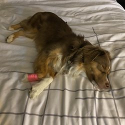 Dawson County Veterinary Clinic - Looks small, but she tore up her paw fairly badly. She didn't sleep at all until it was fixed, then she collapsed. Thank you for fixing her.