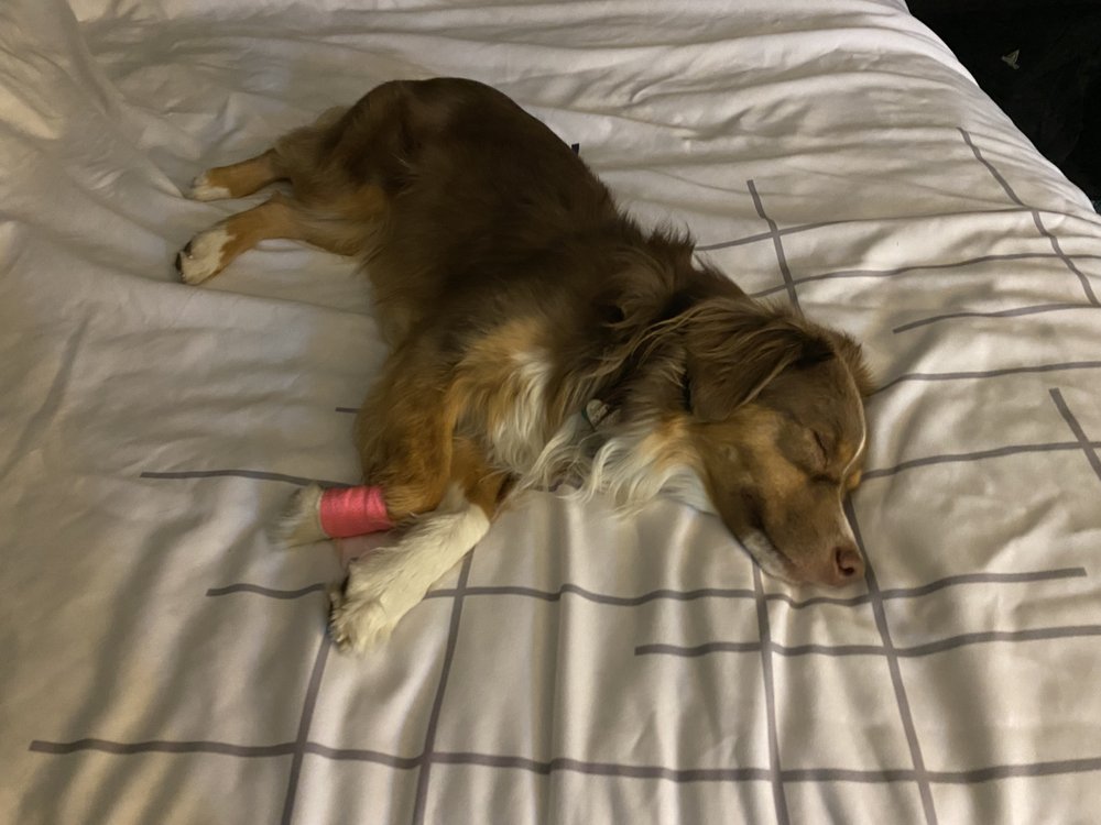 DAWSON COUNTY VETERINARY CLINIC Updated September 2024 2210 W Towne