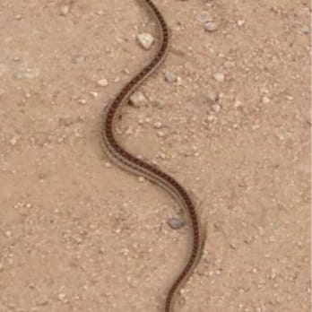 La Tuna Canyon Park - Gopher snake passed right in front of me - Parks Near Me - Sun Valley, California La Tuna Canyon Park - Gopher snake passed right in front of me - Parks Near Me - Sun Valley, California