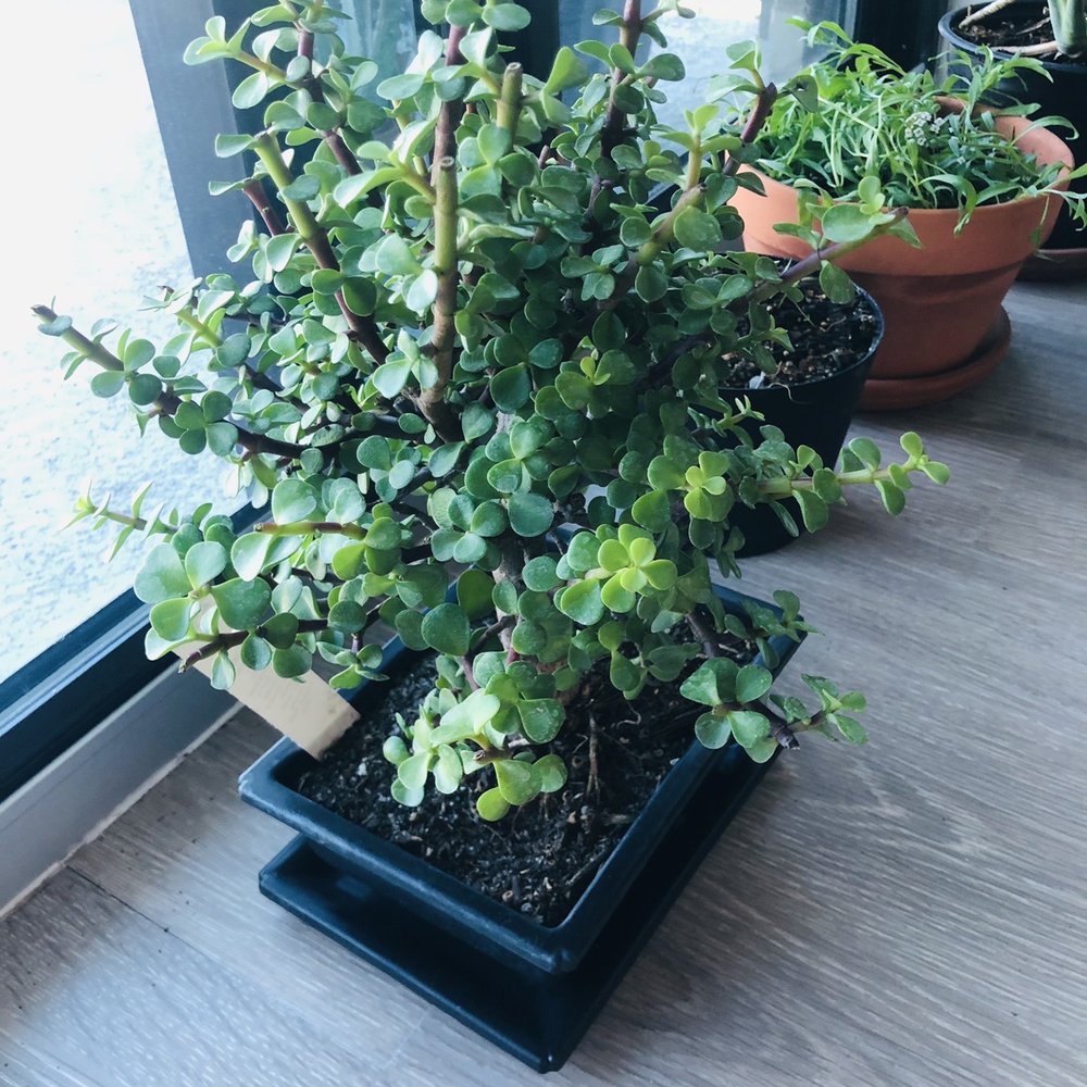 JRN Nursery - The cork bark jade bonsai we bought - Nurseries & Gardening Near Me - Houston, Texas JRN Nursery - The cork bark jade bonsai we bought - Nurseries & Gardening Near Me - Houston, Texas