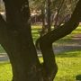 Photo of Jonas Larkspur Park