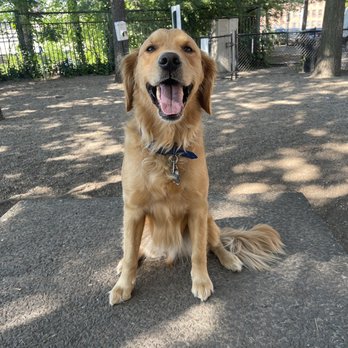 Union Street Dog Park - Waffles liked sitting on the little concrete blocks - Dog Parks Near Me - New Haven, Connecticut Union Street Dog Park - Waffles liked sitting on the little concrete blocks - Dog Parks Near Me - New Haven, Connecticut