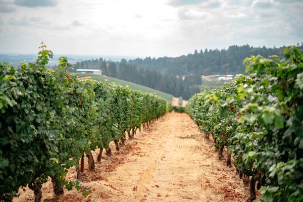 Winderlea Vineyard & Winery by null
