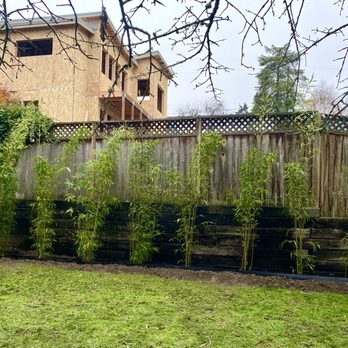 Beauty and the Bamboo - Bamboo - Nurseries & Gardening Near Me - Seattle, Washington Beauty and the Bamboo - Bamboo - Nurseries & Gardening Near Me - Seattle, Washington