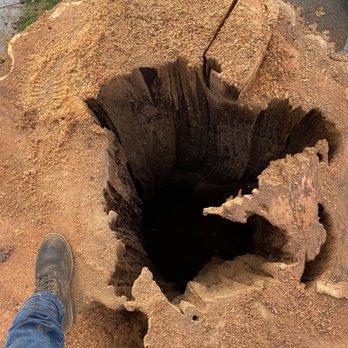 Graham Tree Service - Tree Services Near Me - San Leandro, California