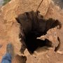 Photo of Graham Tree Service