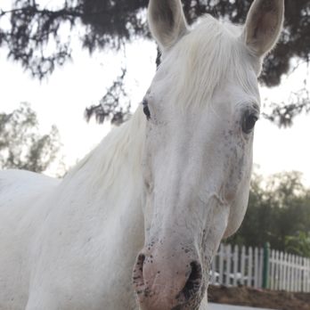 Barking Elf Ranch - Legendary Lady - Horseback Riding Near Me - Escondido, California