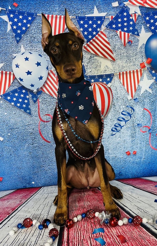 DHDC PET GROOMING MOBILE Updated September 2024 106 Photos & 87