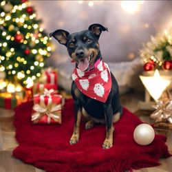 Magic Grooming Styles - Christmas 2024