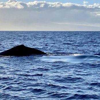 Makai Adventures - One of the whales came so close to the boat! - Boat Charters Near Me - Lahaina, Hawaii Makai Adventures - One of the whales came so close to the boat! - Boat Charters Near Me - Lahaina, Hawaii