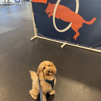 Zoom Room Dog Training - Maple's first class! - Pet Training Near Me - Lakewood, California Zoom Room Dog Training - Maple's first class! - Pet Training Near Me - Lakewood, California