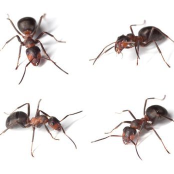 Pest Elimination - Pest Control Near Me Pest Elimination - Pest Control Near Me