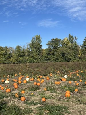 Rulfs Orchard by null