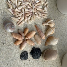 Shells from the weekend . Shells from the weekend .