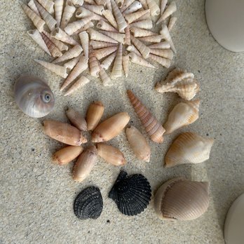 SpringHill Suites by Marriott Navarre Beach - Shells from the weekend . - Hotels Near Me - Navarre, Florida SpringHill Suites by Marriott Navarre Beach - Shells from the weekend . - Hotels Near Me - Navarre, Florida