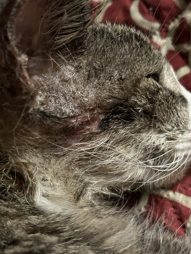 Lange Veterinary Hospital