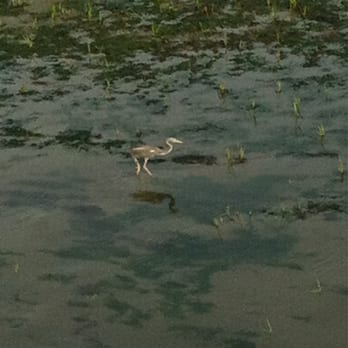 Pitt Street Bridge - Sandpiper - Parks Near Me - Mount Pleasant, South Carolina