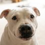 Photo of Forgotten Dogs Rescue