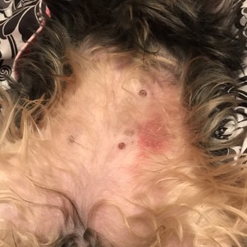 Cedar Creek Pet Resort - The bruise on her stomach - Pet Groomers Near Me - Jackson, Wisconsin