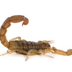 Alpha Pest Control