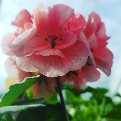 Rosemary & Pepper Flower Co by null