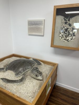 Padre Island National Seashore - Malaquite Visitor Center by null