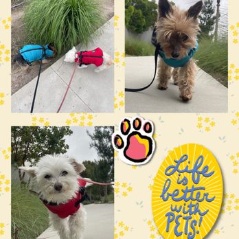 Bella Paws - Zoey+Vernon - Pet Sitting Near Me