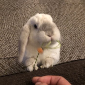 Los Angeles Rabbit Foundation - Animal Shelters Near Me - Los Angeles, California