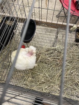 Lake County Fairgrounds