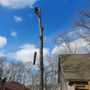 Photo of Irvine's Tree Service