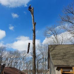 Irvine's Tree Service