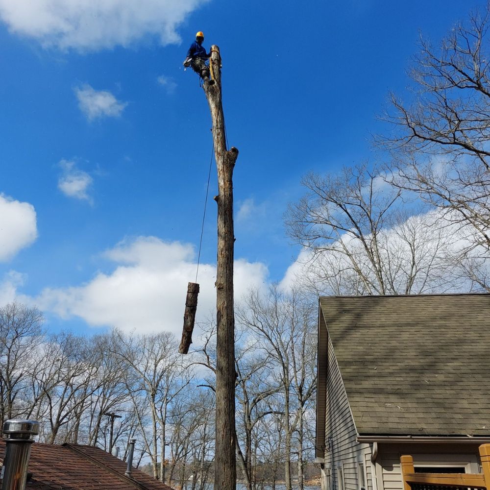 Irvine's Tree Service - tree service in Jackson, MI