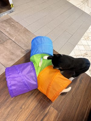 Kitty Cat Cafe and Adoption Lounge Inc by null