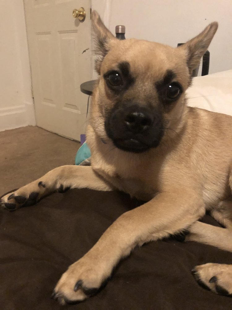 ANIMAL PROTECTORS OF ALLEGHENY VALLEY Updated September 2024 730 Church St, New Kensington